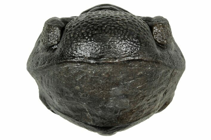 Wide, Enrolled Pedinopariops Trilobite - Excellent Eyes #347748